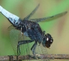 Orthetrum triangulare 